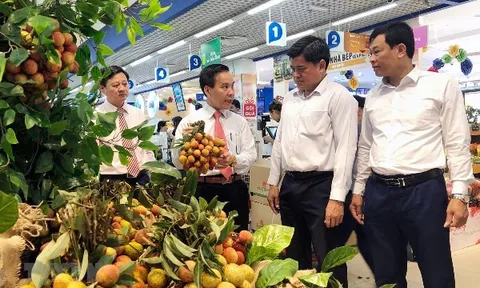 Vải thiều Lục Ngạn chính thức đưa vào hệ thống phân phối thị trường miền Nam